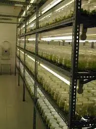 cultivo de platano - cultivo de platano tecnificado