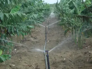 cultivo de platano - cultivo de platano tecnificado