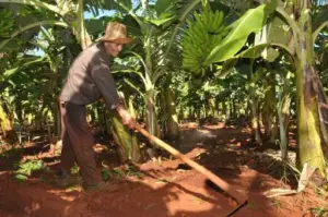 cultivo de platano - manual del cultivo de platano