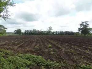 cultivo de platano - manual del cultivo de platano