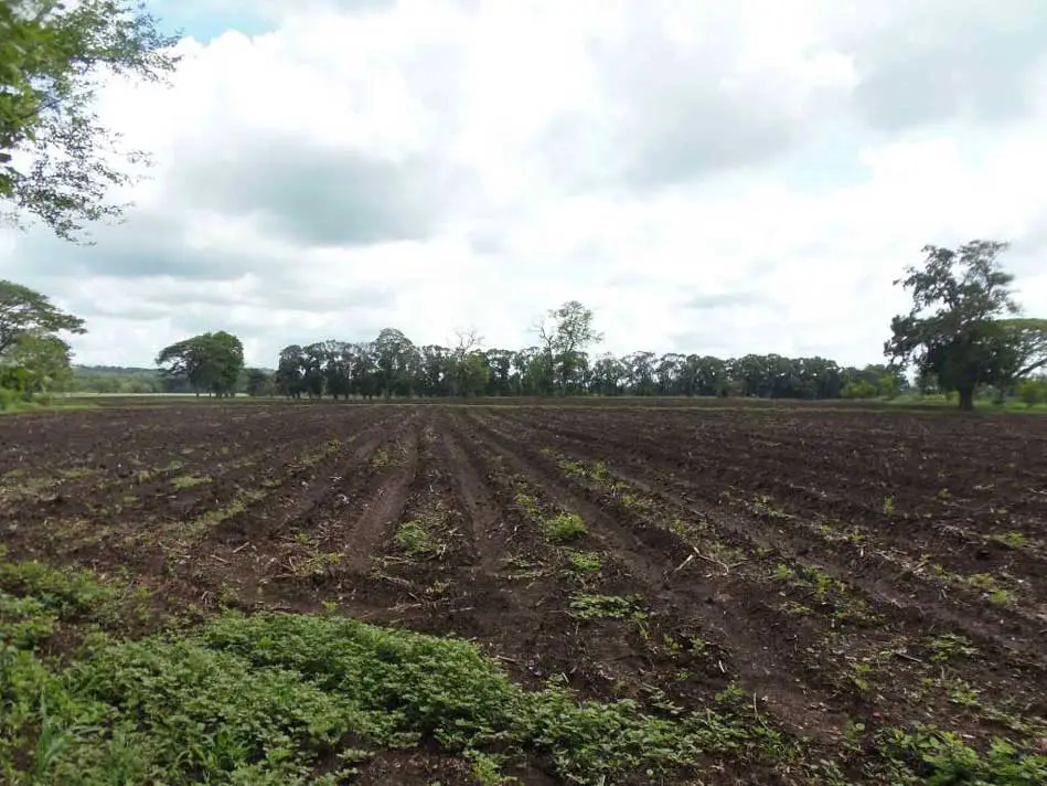 Preparación del terreno para cultivar plátano