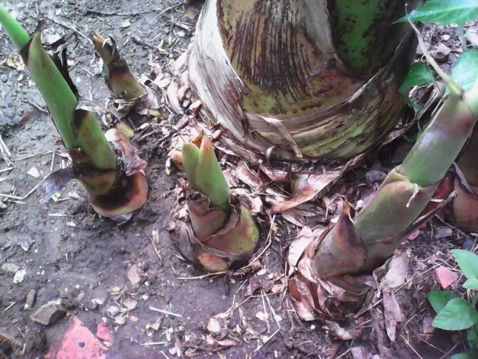 Hijos de la planta de plátano