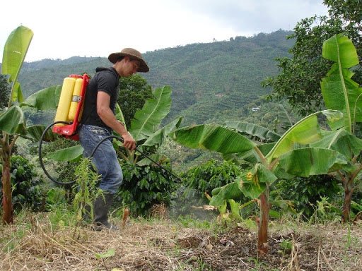 Fertilización en plantación de plátano