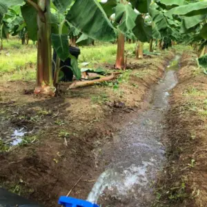 cultivo de platano - cultivo de platano tecnificado
