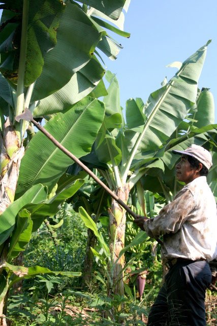 Deshoje en plantación de plátano
