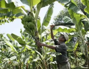 cultivo de platano - cultivo de platano tecnificado