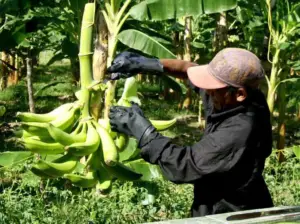 cultivo de platano - cultivo de platano tecnificado