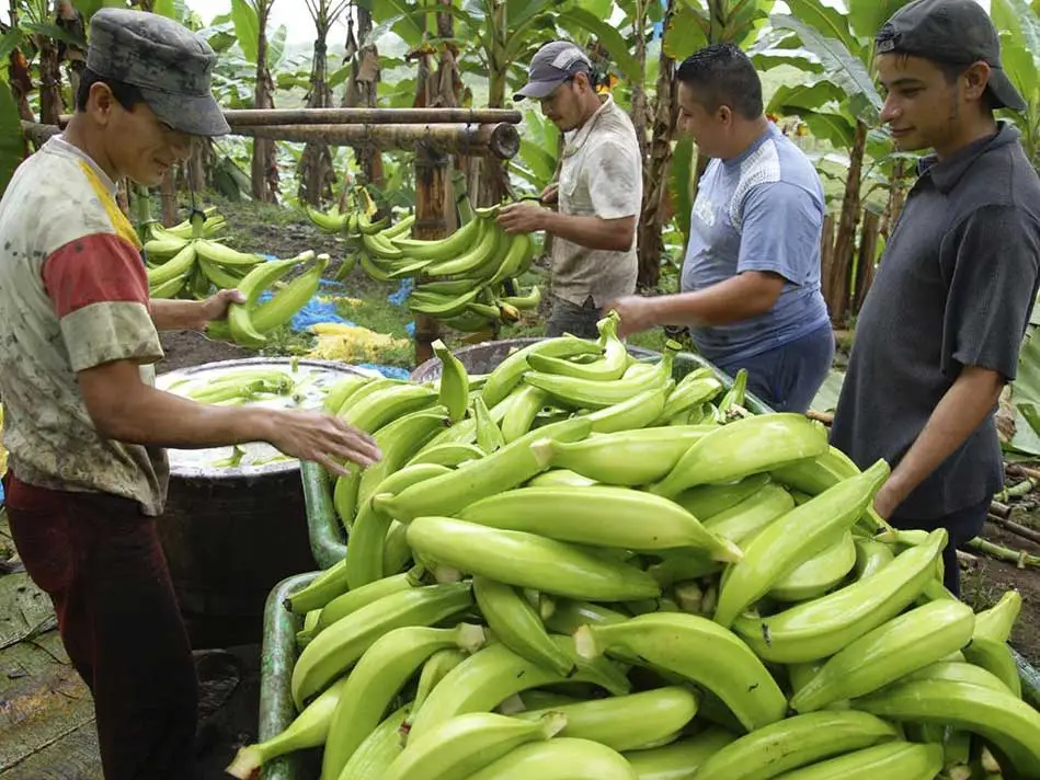 post cosecha de plátano