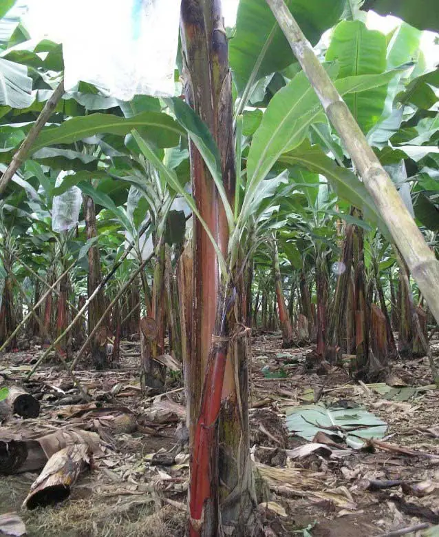 Apuntalamiento en plantación de plátano.