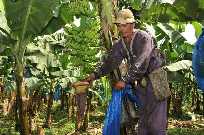 Embolse en plantación de plátano.