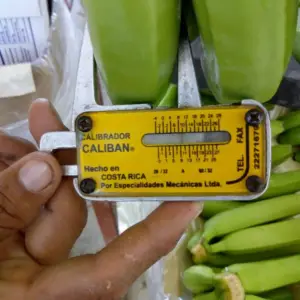 cultivo de platano - cultivo de platano tecnificado