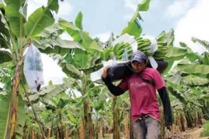 cultivo de platano - manejo integrado del cultivo de platano