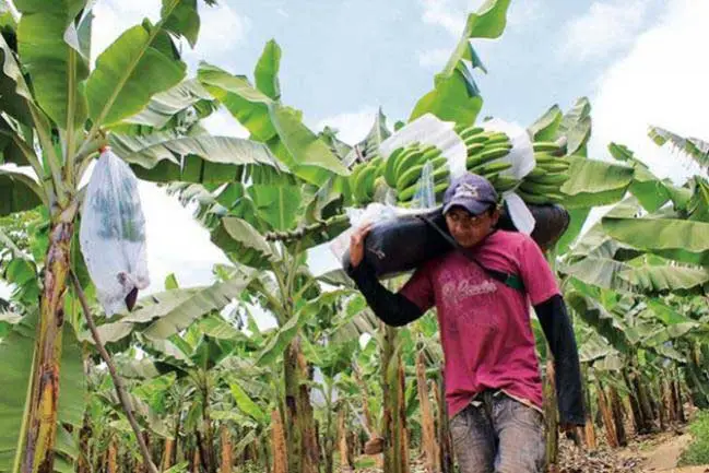Cosecha en plantación de plátano