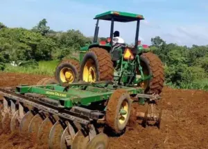 cultivo de platano - cultivo de platano tecnificado