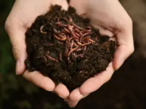 lombricultura - cultivo de platano