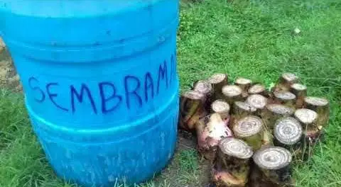 Cormo de plátano