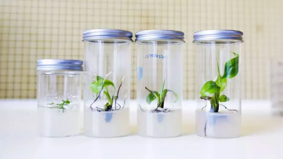 Plántulas provenientes de cultivo in vitro.