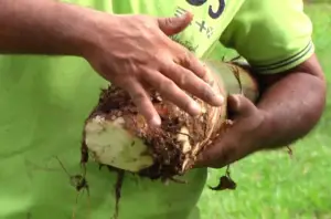 cultivo de platano - manejo integrado del cultivo de platano