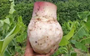 cultivo de platano - manejo integrado del cultivo de platano