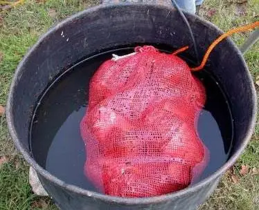 tratamiento termico de cormos de plátano