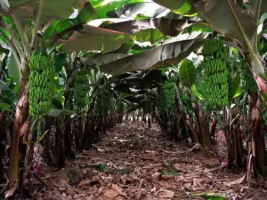 cultivo de platano - manejo integrado del cultivo de platano