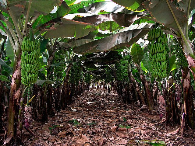Cultivo intensivo de plátano