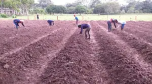 cultivo de platano - manejo integrado del cultivo de platano