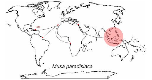 dibujo de mapa indicando distribución del plátano