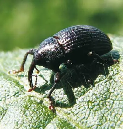 Gorgojo o Picudo negro (Cosmopolites sordidus Germar) en plátano