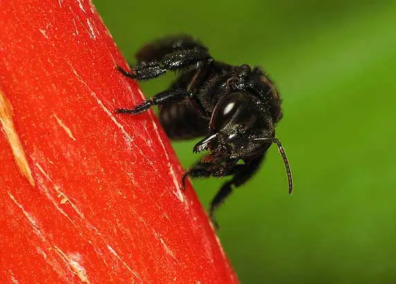 Pegones (Trigona sp.). del plátano