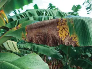 cultivo de platano - enfermedades del cultivo de platano