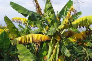 cultivo de platano - enfermedades del cultivo de platano