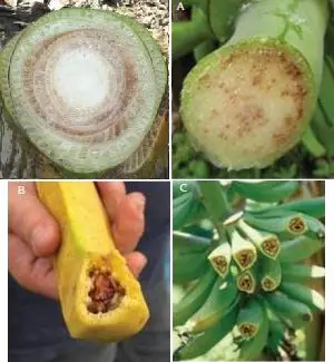 Hereque o Moko síntomas en plátano