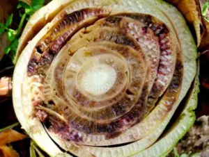 cultivo de platano - enfermedades del cultivo de platano