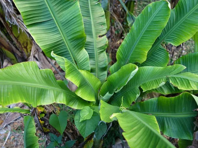 Clorosis infecciosa en plátano