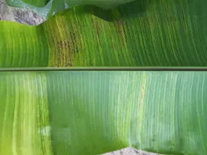 cultivo de platano - enfermedades del cultivo de platano