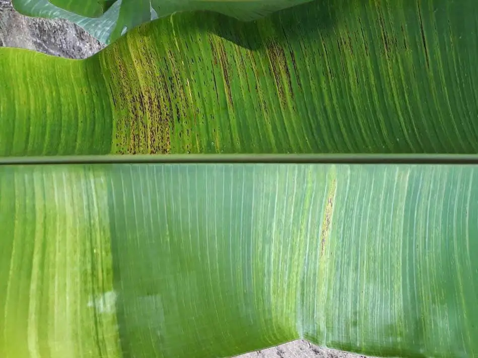 Clorosis infecciosa en plátano virus mosaico común del pepino