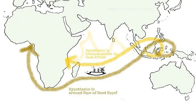 dibujo de mapa mundial indicando origen del plátano