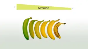 cultivo de platano - manejo integrado del cultivo de platano
