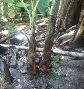 cultivo de platano - manejo integrado del cultivo de platano