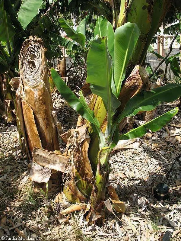 Hijos de Chimenea de plátano.