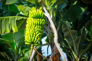 cultivo de platano - cosecha y poscosecha del cultivo de platano