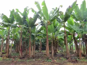 cultivo de platano - cosecha y poscosecha del cultivo de platano