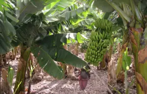 cultivo de platano - cosecha y poscosecha del cultivo de platano