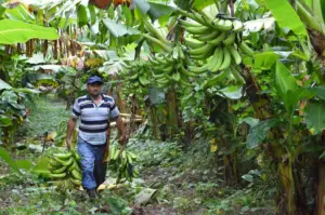 cultivo de platano - cosecha y poscosecha del cultivo de platano