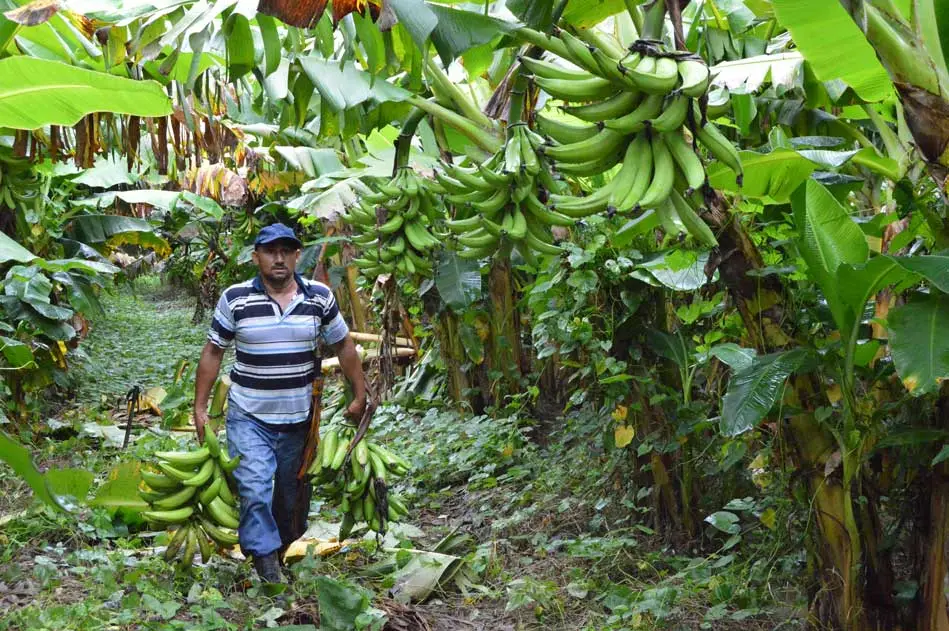 cosecha de platano