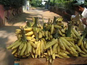 cultivo de platano - cosecha y poscosecha del cultivo de platano