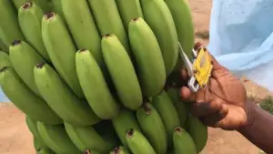 cultivo de platano - cosecha y poscosecha del cultivo de platano