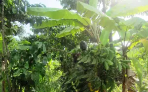 cultivo de platano - cosecha y poscosecha del cultivo de platano