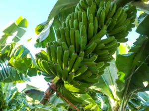 cultivo de platano - cosecha y poscosecha del cultivo de platano
